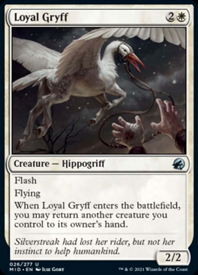 Loyal Gryff [Innistrad: Midnight Hunt] | Cards and Coasters CA